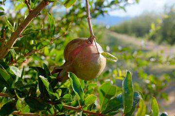 Pomegranate 3