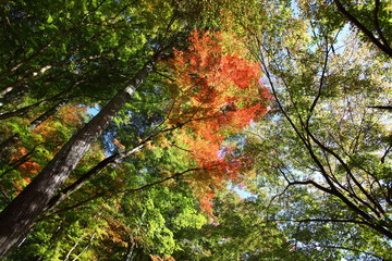 頭上の紅葉