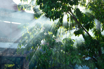 Rayos de luz pasan entre ramas de arbol / Rays of light pass between tree branches