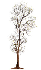 Obraz premium tree on white background