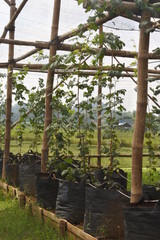 the vineyard, Central Java, Indonesia