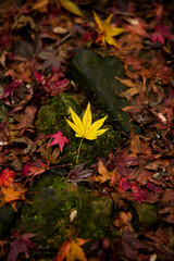 もみじの葉のイメージ写真