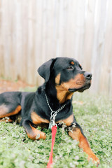 Puppy 
