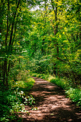 Obraz premium forest