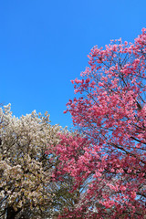 Cherry Blossom 9