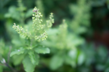Holy basil green leaf on holy basil tree