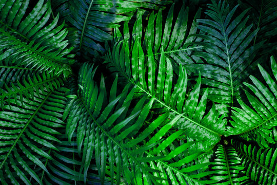 abstract green fern leaf texture, dark blue tone nature background, tropical leaf