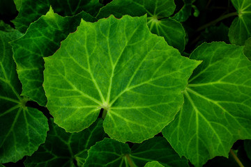 closeup nature view of green leaf texture, dark wallpaper concept, nature background, tropical leaf