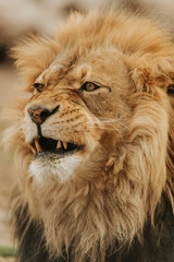 King of the Jungle 2