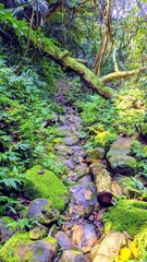 Trail in the forest