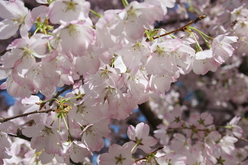 Naklejka premium Cherry blossoms 2020 I