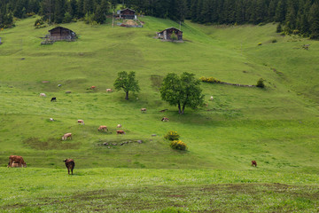 farm cows grazing on lawn with beautiful view