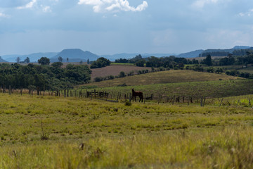 Fototapeta na wymiar Landscapes of rural livestock fields in the pampa biome region in southern Brazil