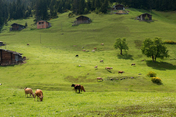 farm cows grazing on lawn with beautiful view