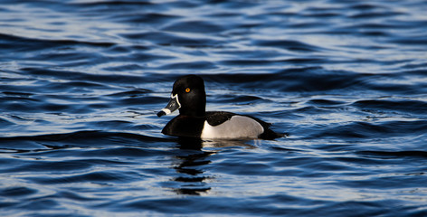 Fototapeta premium duck in water