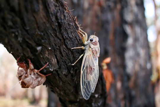 A baby cicada just came out of it's shell drying it's wings on tree, Queensland, Australia.