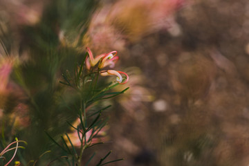 native Australian grevillea semperflorens plant with plenty of yellow and pink flowers outdoor