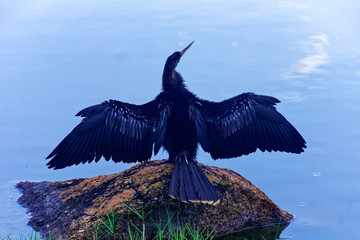 American Anhinga with Wings Spread - Bird