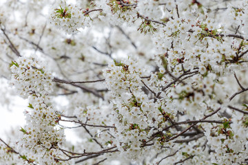 Beautiful cherry blossoms in spring