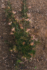 native Australian grevillea semperflorens plant with plenty of yellow and pink flowers outdoor