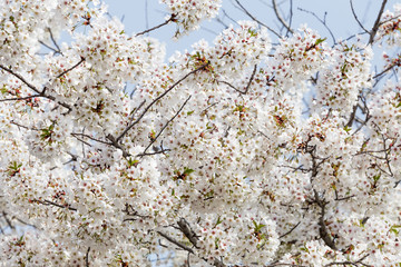 Beautiful cherry blossoms in spring