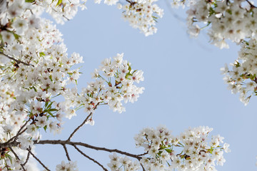 Beautiful cherry blossoms in spring