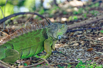 Iguanas 