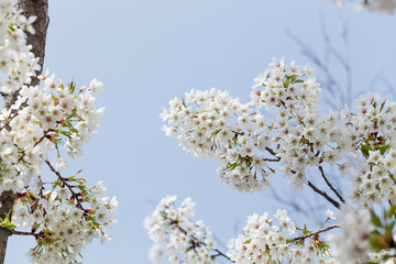 Obraz premium Beautiful cherry blossoms in spring