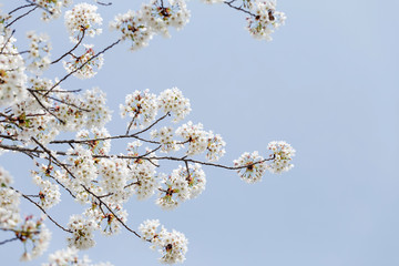 Beautiful cherry blossoms in spring