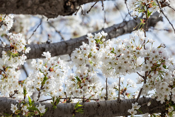 Beautiful cherry blossoms in spring