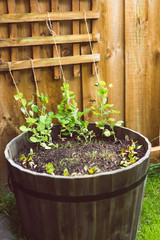 growing vegetables in your backyard, lined up pots with seedlings and seeds on green grass patch