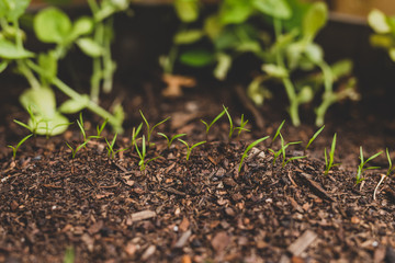 growing vegetables in your backyard, close-up of carrot seedling leaves  growing in big veggie pot
