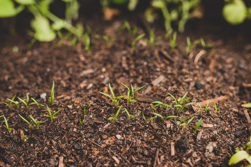 growing vegetables in your backyard, close-up of carrot seedling leaves  growing in big veggie pot