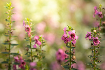 The background image of the colorful flowers