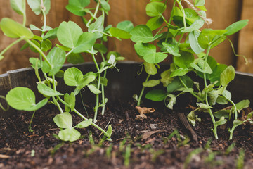 growing vegetables in your backyard, close-up of snowpeas seedling leaves  growing in big veggie pot