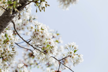 Beautiful cherry blossoms in spring