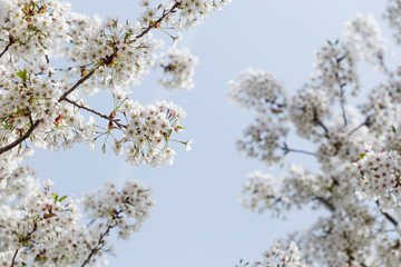 Beautiful cherry blossoms in spring