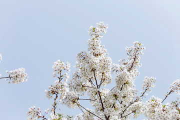 Beautiful cherry blossoms in spring