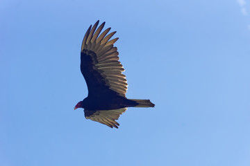 Turkey Vulture in Flight
