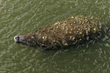Manatee 