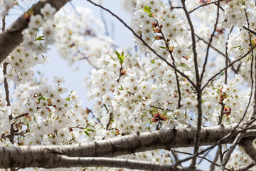 Beautiful cherry blossoms in spring