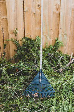 rake next to pile of chopped green branches next to wooden fence in backyard
