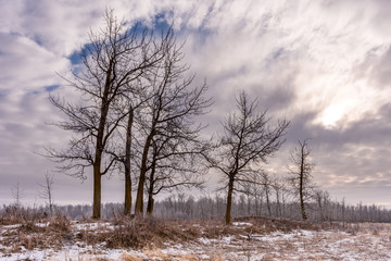 Trees On Winters Day