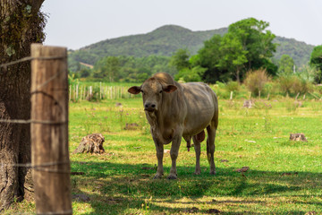 Nellore bull in extensive cattle ranching area in Brazil