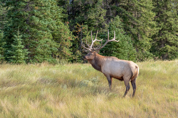 Naklejka na ściany i meble Bull Elk In The Forest