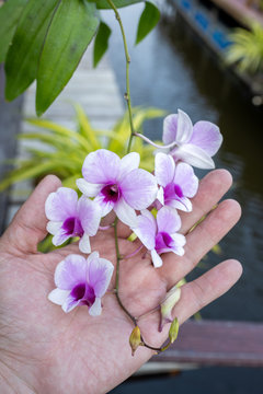 The palms grasp a branch of the Cattleya orchid. Many mixed with purple and white, is an Asian species in a rural farm in Thailand.