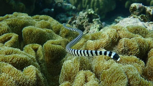 Banded sea krait (Laticauda colubrina) swimming in the coral reef hunting for food, slow motion.