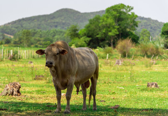 Naklejka na ściany i meble Nellore bull in extensive cattle ranching area in Brazil