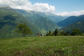 cows grazing on the plateau and uzungol
