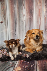 schlafende Hunde